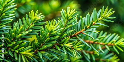 Lush Green Hicks Yew Branches Close-Up - Detailed Texture and Foliage photo