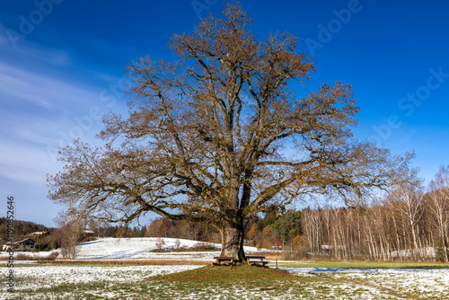 Alte Eiche bei Kloster Seeon, Bayern, im Winter photo