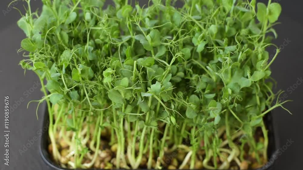 Young fresh green pea microgreen sprouts in plastic box on dark concrete background Young fresh green pea microgreen sprouts in plastic box on dark concrete background