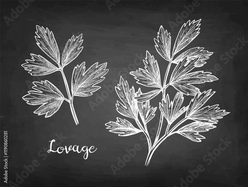 Lovage herb chalk sketch