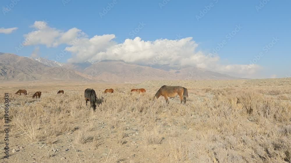 Herd of horses grazing on the yellow meadow in the winter against the backdrop of mountains.
Group of horses near the mountains. Aerial view of a pack of horses in the yellow fields. Herd of horses grazing on the yellow meadow in the winter against the backdrop of mountains.
Group of horses near the mountains. Aerial view of a pack of horses in the yellow fields.