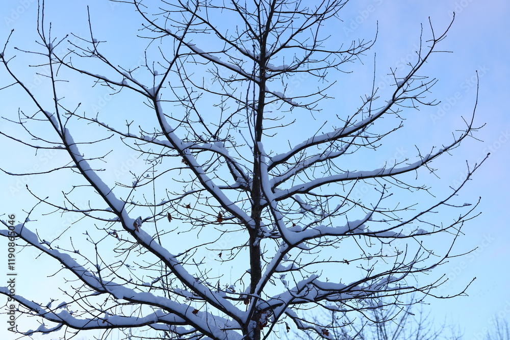 Obraz premium A Beautiful SnowCovered Tree Standing Majestically Against a Clear and Bright Winter Sky
