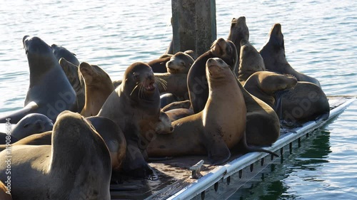 Group of sea lions lounging on a dock in calm waters of Riverside, showcasing their natural behavior and habitat.