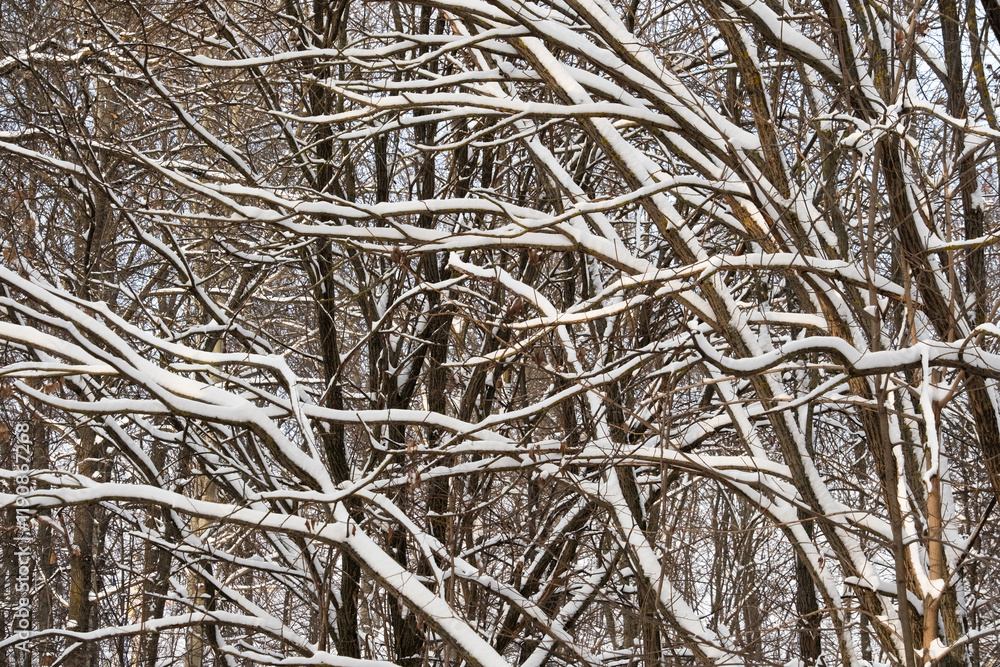 A winter scene of tree branches covered in snow, creating a natural pattern against the sky. Ideal for seasonal, nature, and abstract backgrounds. A winter scene of tree branches covered in snow, creating a natural pattern against the sky. Ideal for seasonal, nature, and abstract backgrounds.