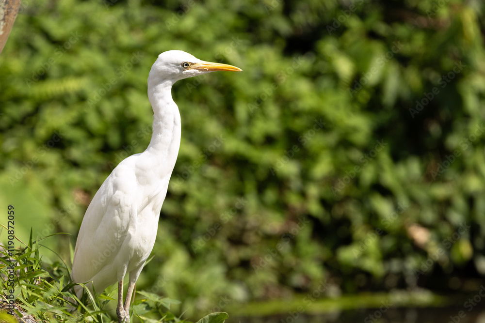 Close up Portrait of a Cattle Egret in Taiping Lake Gardens. The cattle egret (formerly genus Bubulcus) is a cosmopolitan clade of heron (family Ardeidae) in the genus Ardea. Close up Portrait of a Cattle Egret in Taiping Lake Gardens. The cattle egret (formerly genus Bubulcus) is a cosmopolitan clade of heron (family Ardeidae) in the genus Ardea.