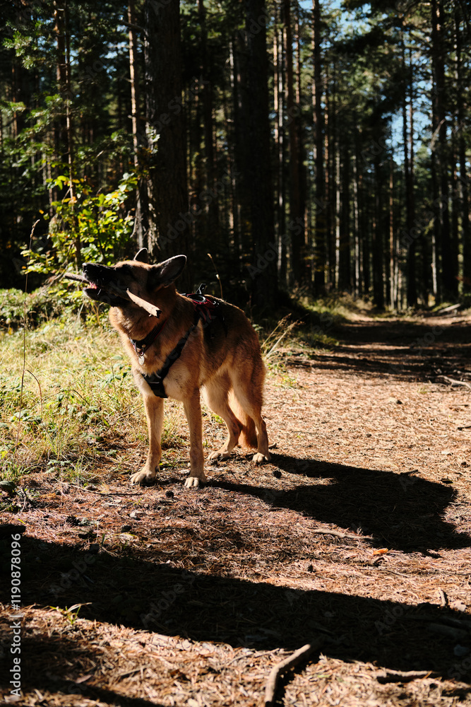 Naklejka premium German shepherd play with tree stick on a path in a coniferous forest on a sunny, warm day. Dog portrait in nature. Pets outdoor concept