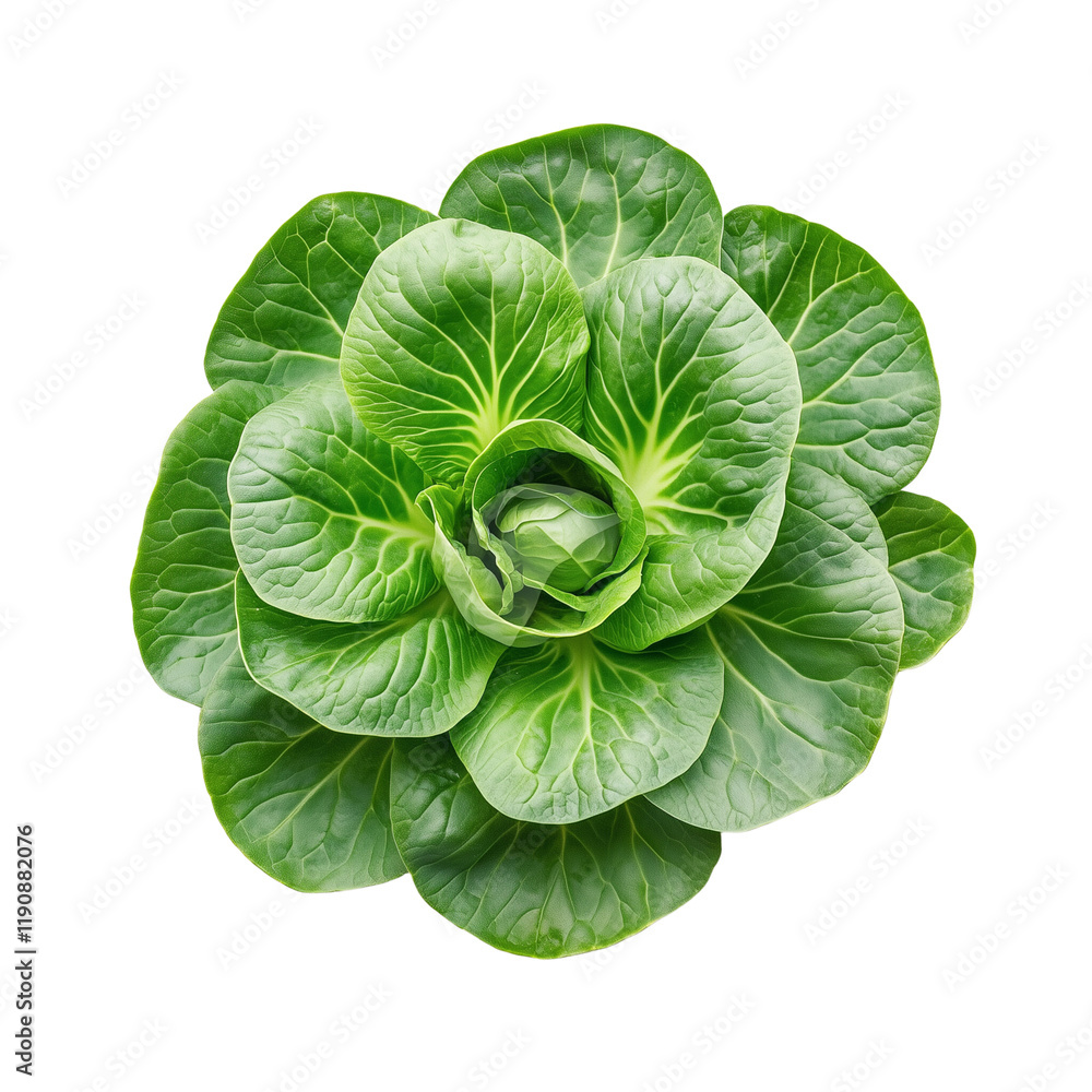 Obraz premium A close-up of a fresh Tatsoi cruciferous vegetable rosette, dark green spoon-shaped leaves isolated on a clean on transparent png background