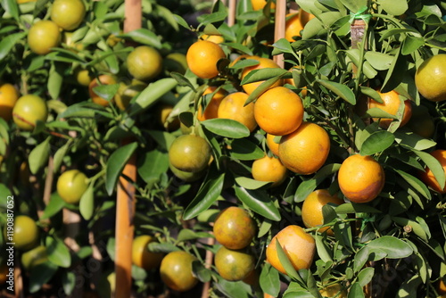 Wallpaper Mural A fertile orange garden. The orange trees bear a lot of fruit. Torontodigital.ca