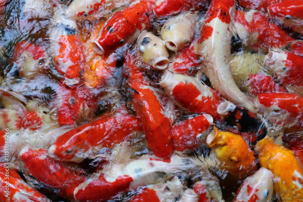 The koi in the large pond have beautiful colors. The koi in the large pond have beautiful colors.