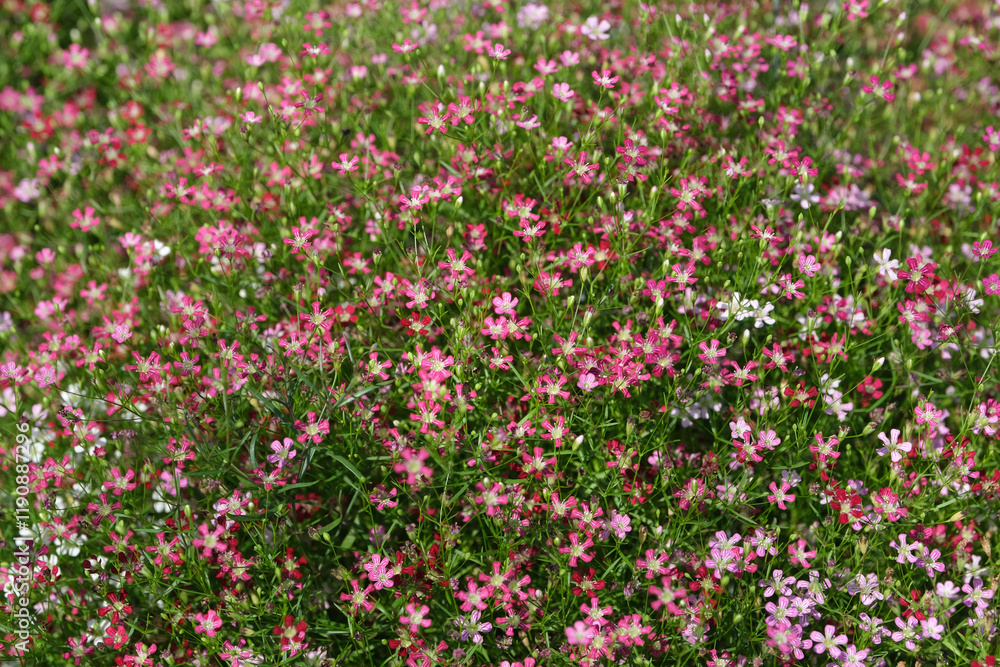 Flowers are blooming in the park Flowers are blooming in the park
