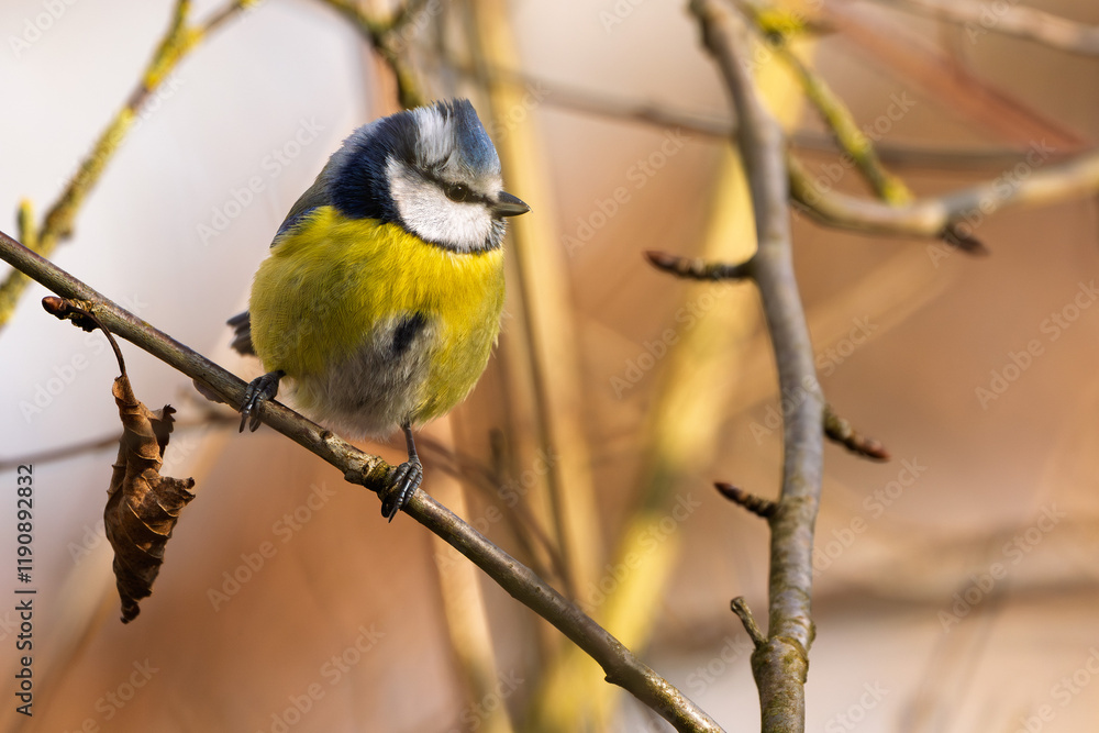 Fototapeta premium Blaumeise im Winter auf einem Ast / Vogel