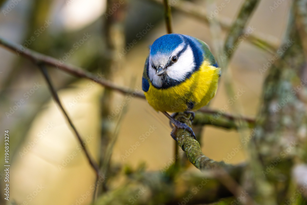Obraz premium Blaumeise im Winter auf einem Ast / Vogel