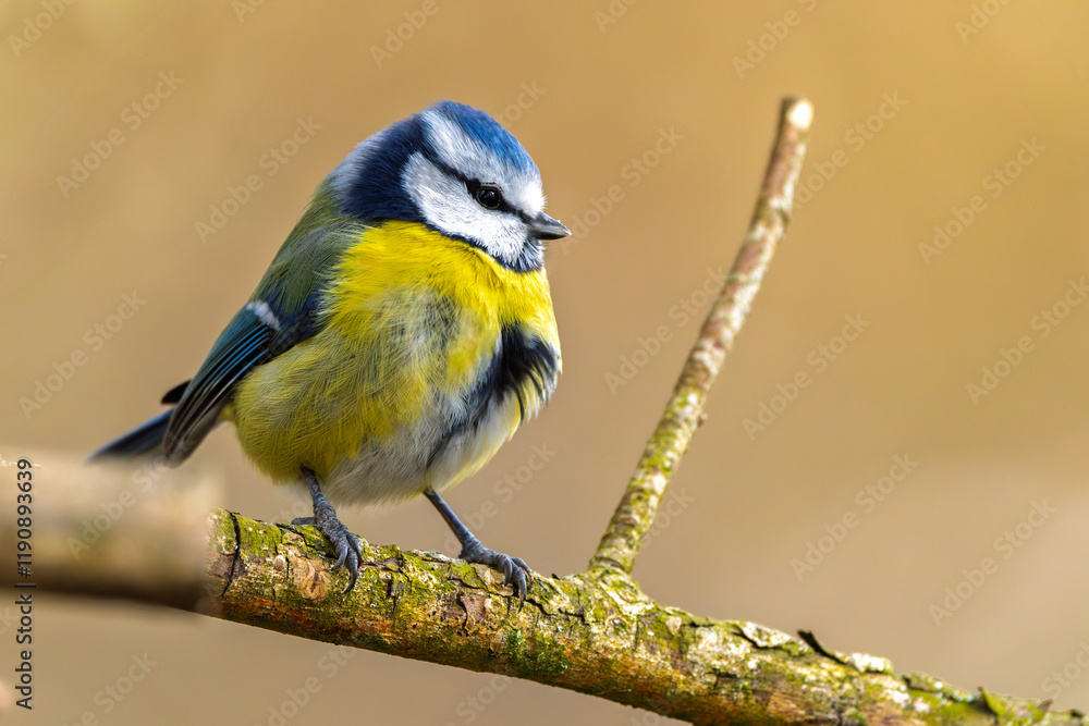 Blaumeise im Winter auf einem Ast / Vogel Blaumeise im Winter auf einem Ast / Vogel