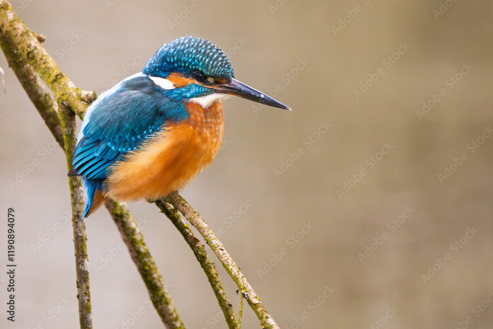 Fototapeta premium Eisvogel im Herbst auf einem Ast / Vogel / Kingfisher