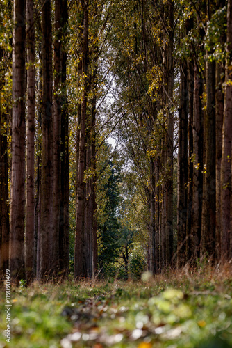 Tranquil wooded path through tall trees in a serene forest setting during the day