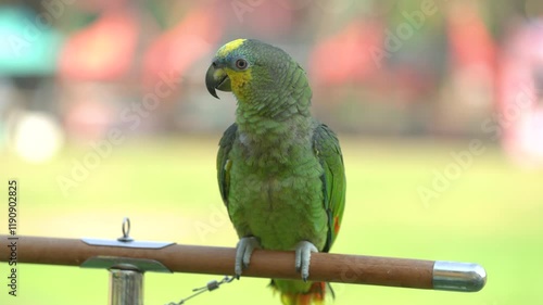 Orange-winged amazon parrot Free-flying training bird standing on a perch. photo