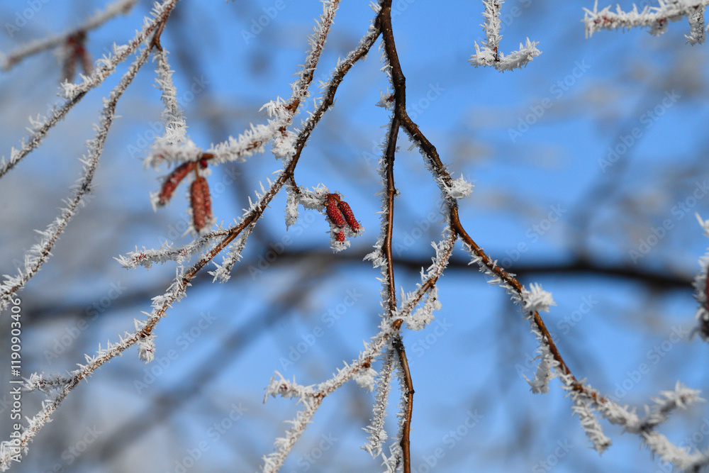 Hazelnut branches with catkins, covered in hoarfrost Hazelnut branches with catkins, covered in hoarfrost