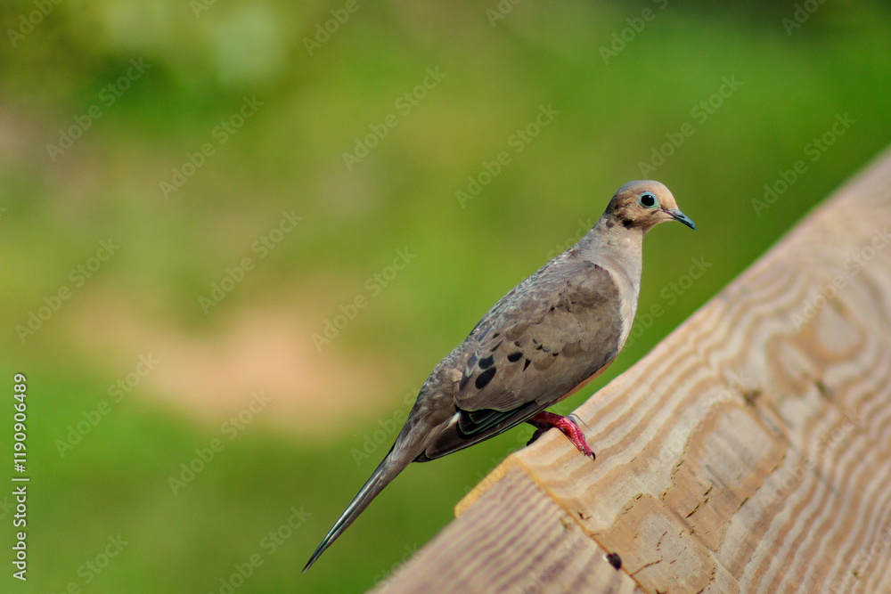 Mourning Dove Mourning Dove