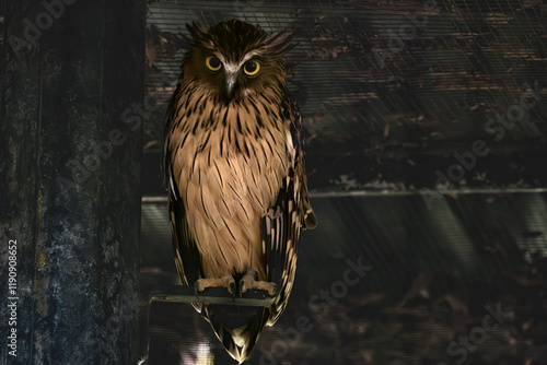 Buffy Fish Owl in a cage. The buffy fish owl (Ketupa ketupu), also known as the Malay fish owl, is a fish owl in the family Strigidae.  photo