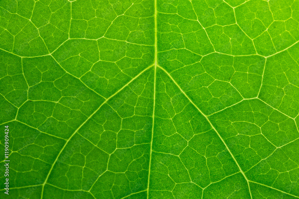 Macro leaves,green macro leaf,Green leaves background. Leaf texture,background texture green leaf structure macro photography Macro leaves,green macro leaf,Green leaves background. Leaf texture,background texture green leaf structure macro photography