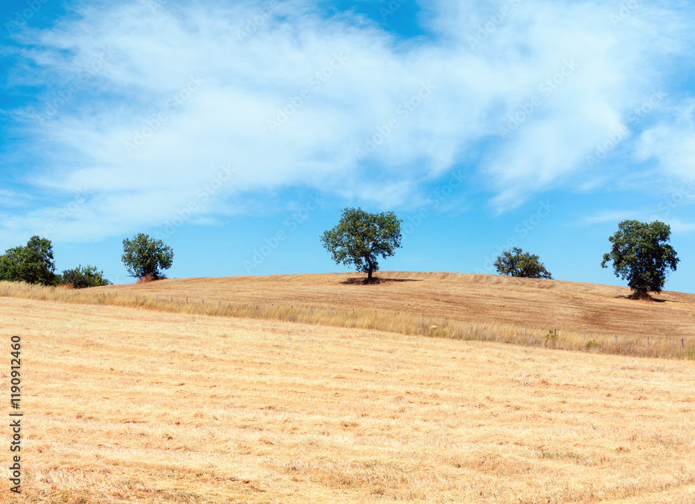 Beautiful landscape of summer countryside with wheat field and olives tree, Italy.