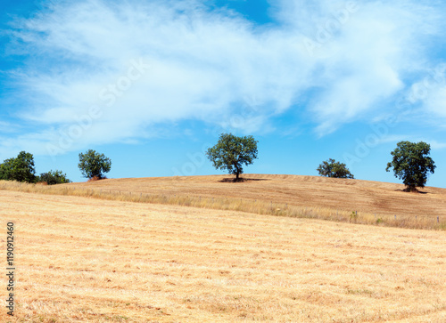Obraz na płótnie Beautiful landscape of summer countryside with wheat field and olives tree, Italy. w salonie
