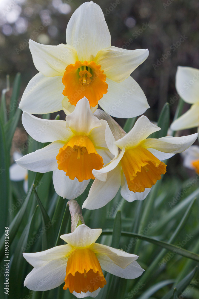 White daffodils close-up. Blooming daffodils on a flowerbed in the park. White daffodils close-up. Blooming daffodils on a flowerbed in the park.