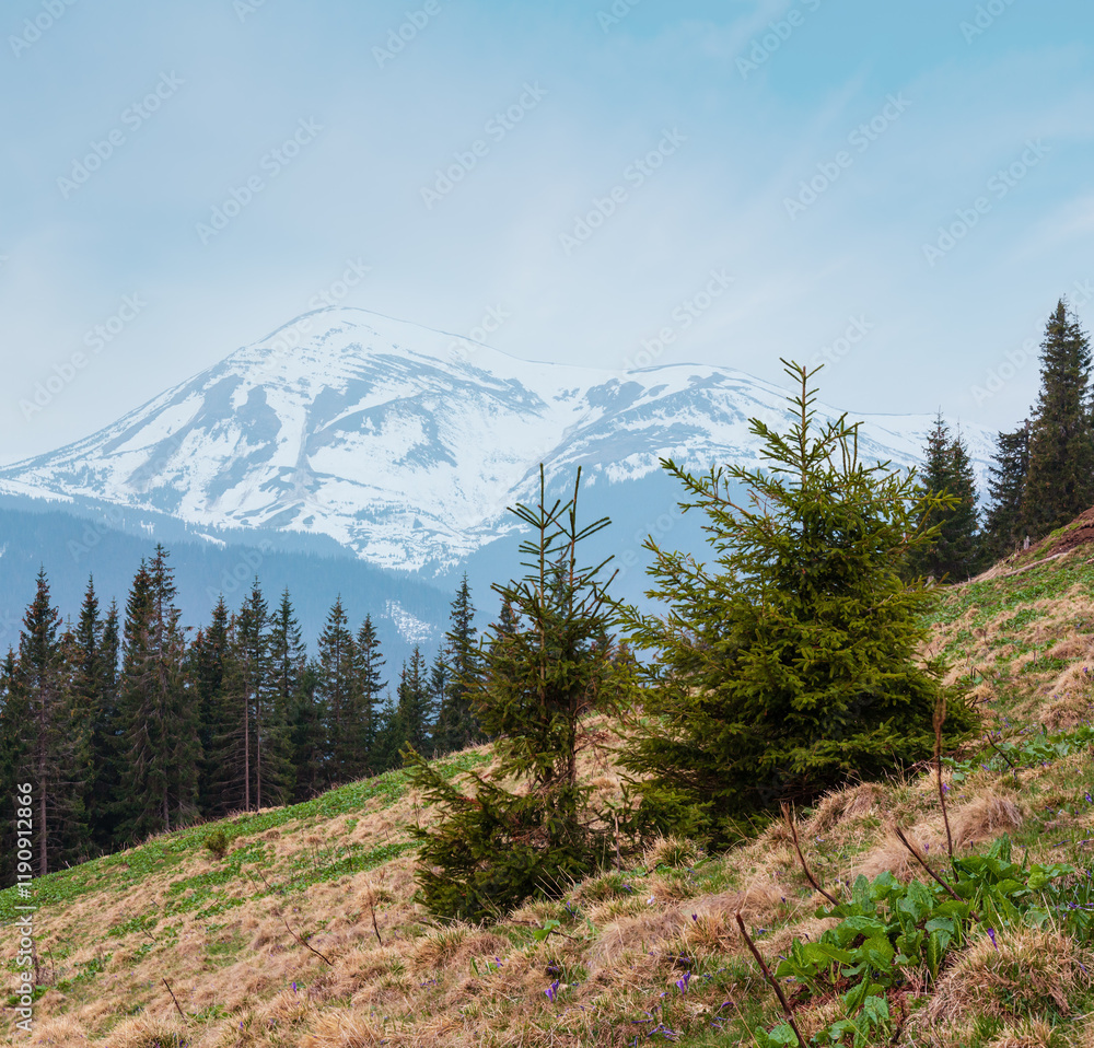 Early spring Carpathian mountains plateau landscape with fir forest and crocus flowers on slope, Ukraine, Europe.