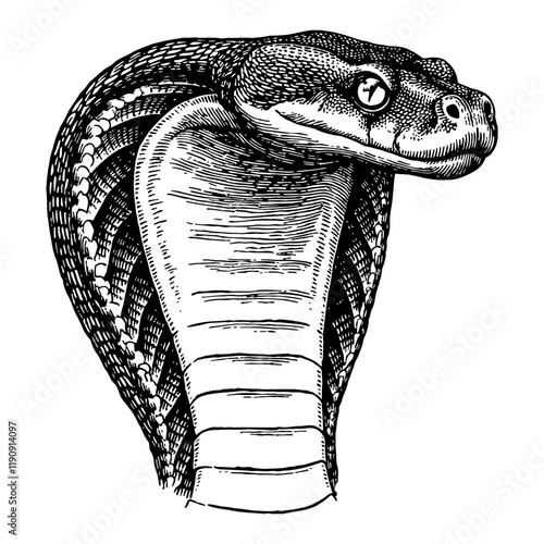Cobra Snake Head Detailed Portrait Front View Black and White Outline Line Art Drawing