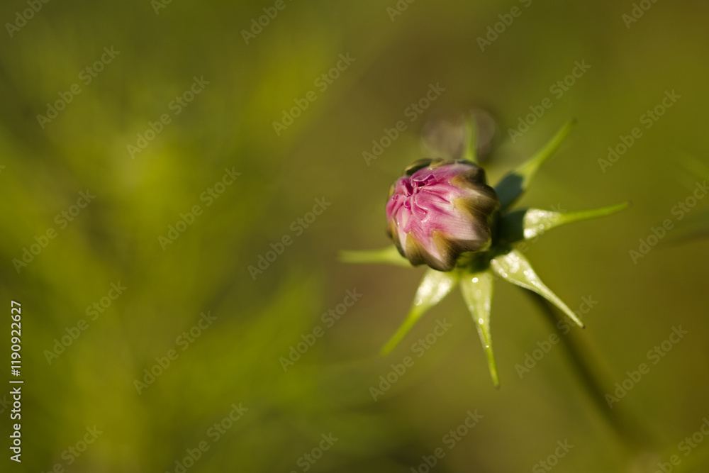 close-up of Cosomos bipinnatus bud, close-up of a Cosmea bud, pink opening petals, green background in sunlight close-up of Cosomos bipinnatus bud, close-up of a Cosmea bud, pink opening petals, green background in sunlight