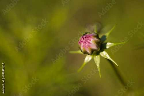 close-up of Cosomos bipinnatus bud, close-up of a Cosmea bud, pink opening petals, green background in sunlight photo