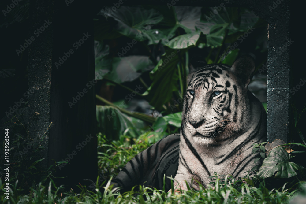 A majestic white tiger resting in a lush green jungle environment, surrounded by dense tropical foliage. The tiger's piercing blue eyes and bold black stripes stand out against its pale fur, creating A majestic white tiger resting in a lush green jungle environment, surrounded by dense tropical foliage. The tiger's piercing blue eyes and bold black stripes stand out against its pale fur, creating