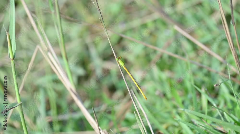 Ceriagrion coromandelianum. It is a species of damselfly in the family Coenagrionidae. Its other name coromandel marsh dart, yellow waxtail and coenagrionidae. Slow motion video. Ceriagrion coromandelianum. It is a species of damselfly in the family Coenagrionidae. Its other name coromandel marsh dart, yellow waxtail and coenagrionidae. Slow motion video.