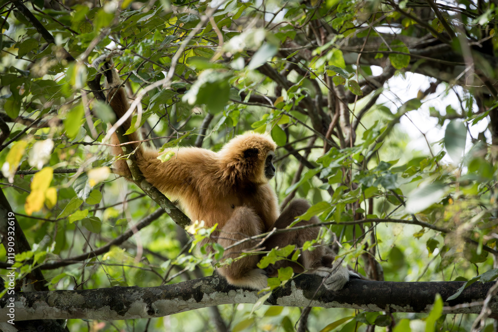 Fototapeta premium Cute and funny faced White handed Gibbon or Lar Gibon resting on the trees in Taiping Zoo. 