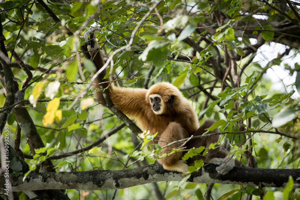 Fototapeta premium Cute and funny faced White handed Gibbon or Lar Gibon resting on the trees in Taiping Zoo. 