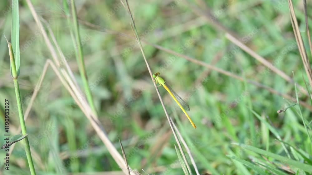 Ceriagrion coromandelianum. It is a species of damselfly in the family Coenagrionidae. Its other name coromandel marsh dart, yellow waxtail and coenagrionidae. Slow motion video. Ceriagrion coromandelianum. It is a species of damselfly in the family Coenagrionidae. Its other name coromandel marsh dart, yellow waxtail and coenagrionidae. Slow motion video.