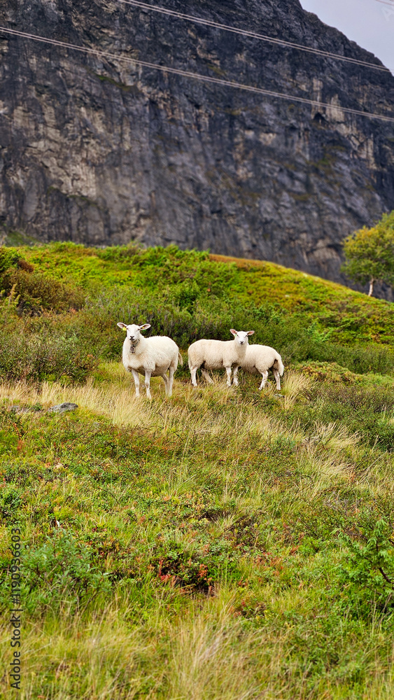 Obraz premium sheep on the mountain