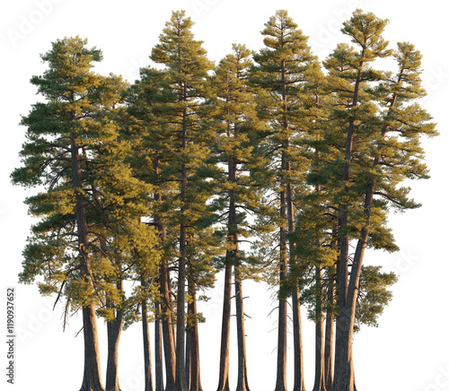 Pinus ponderosa Forest fir clump (ponderosa pine, bull pine, blackjack pine) pine tree isolated png on a transparent background evening light premium cutout