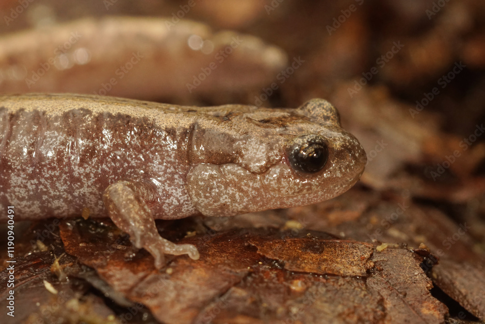 Obraz premium Closeup on a juvenile Siberian salamander, Salamandrella keyserlingii