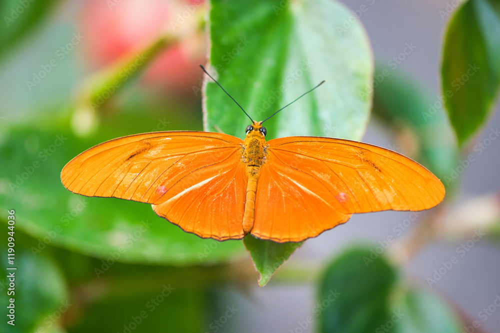 Fototapeta premium Orange Butterfly
