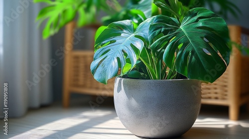 Lush green plant in modern pot against textured gray wall in indoor setting
