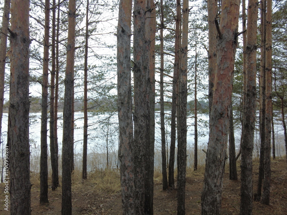 Fototapeta premium Winter forest walk