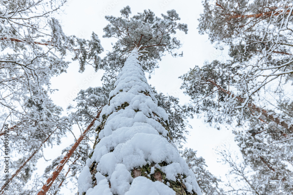 Upward view of tall pine trees covered in snow in a serene winter forest. The branches stretch toward the bright sky, creating a dramatic perspective. Upward view of tall pine trees covered in snow in a serene winter forest. The branches stretch toward the bright sky, creating a dramatic perspective.