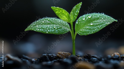 Fresh green plant sprouting from soil with water droplets in garden setting