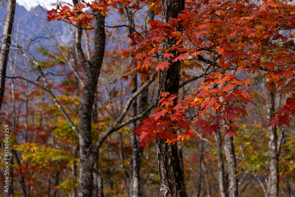 Cloes up beautiful Maple leaves and branch in wood Cloes up beautiful Maple leaves and branch in wood