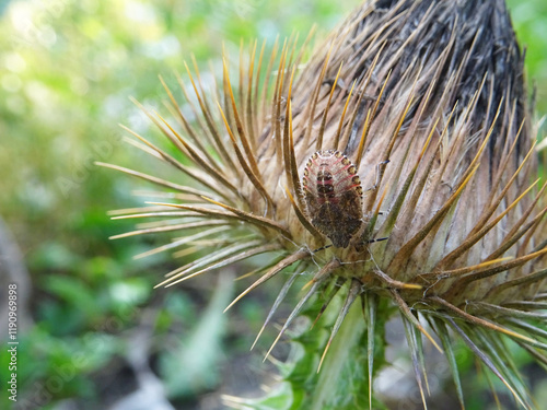 Eurygaster integriceps is a pest of agricultural plants in natural conditions, on Silybum marianum photo