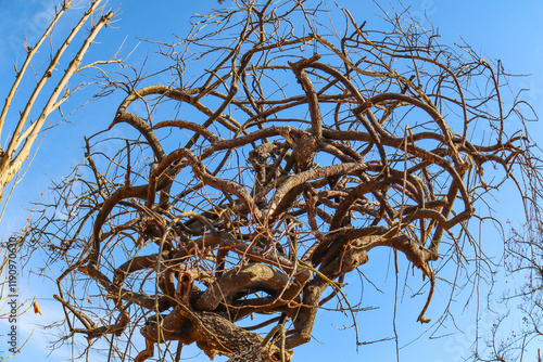 Trees, branches, twisted branches, vines, ancient forests, plants, magic trees, mages, wizards, plants