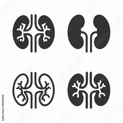 Kidney Anatomy Vector Bundle Design.