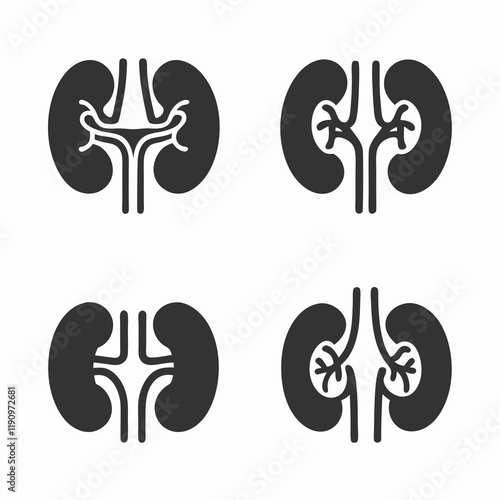 Kidney Anatomy Vector Bundle Design.