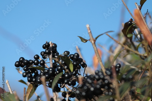 Beeren